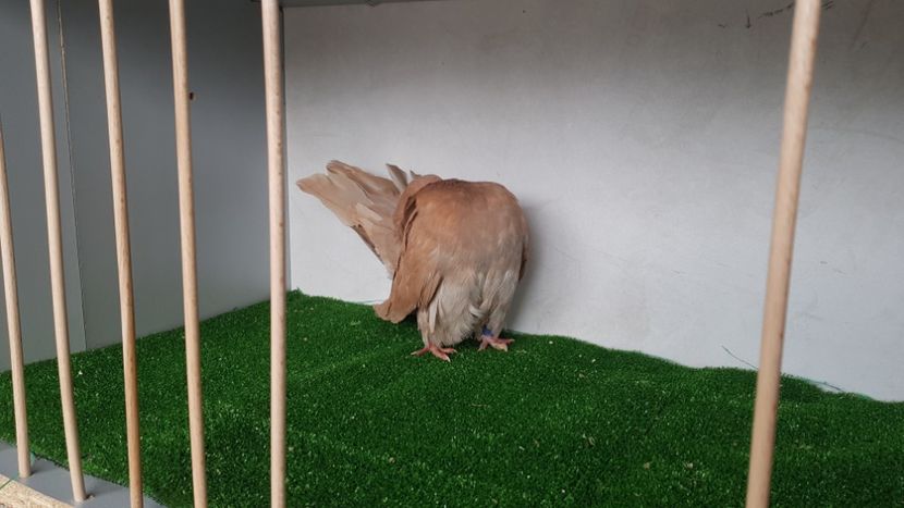  - Voltați linie nouă 2021