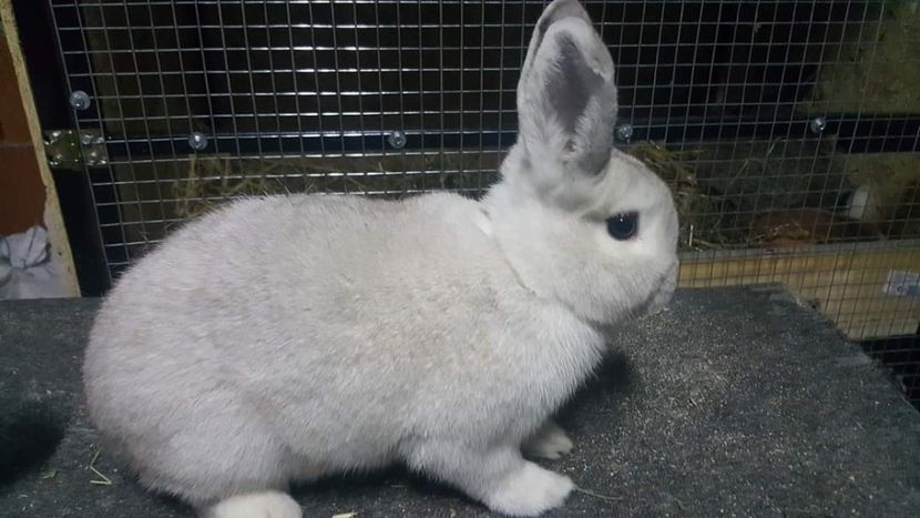  - O noua provocare Sectia Iepuri Asociatia Crisana Oradea