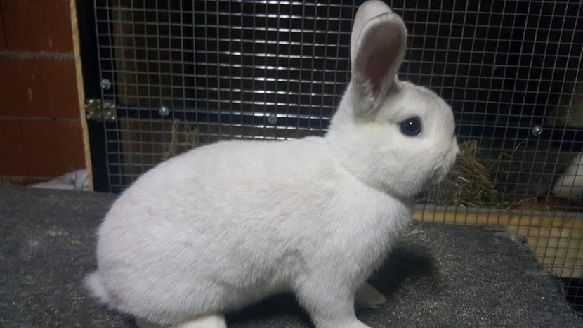  - O noua provocare Sectia Iepuri Asociatia Crisana Oradea