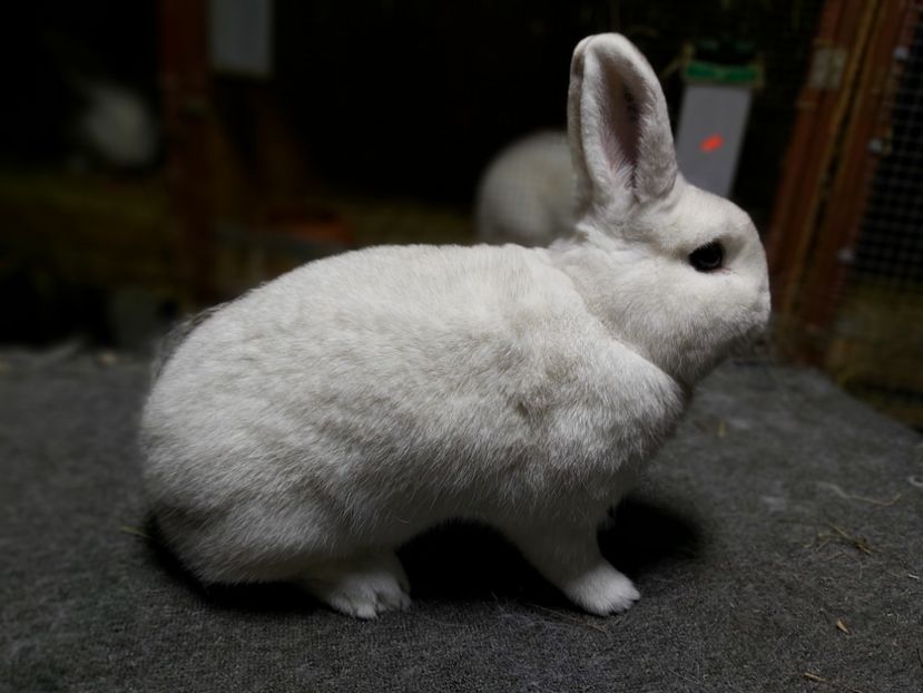  - O noua provocare Sectia Iepuri Asociatia Crisana Oradea