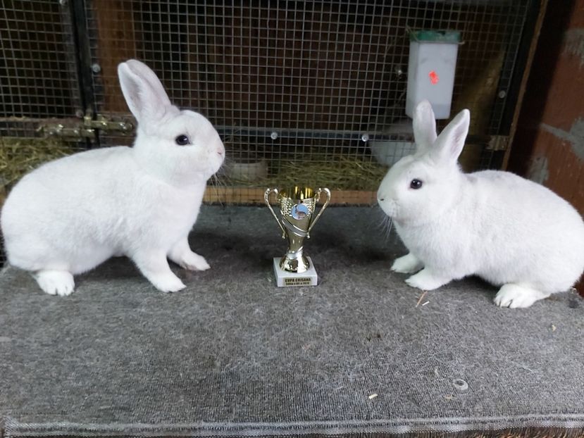  - O noua provocare Sectia Iepuri Asociatia Crisana Oradea