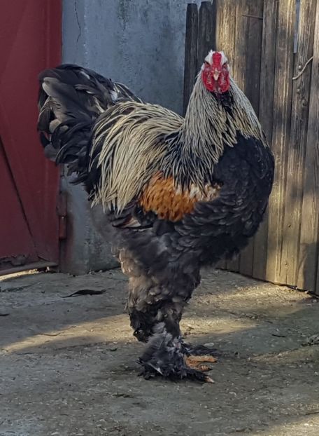  - B__Brahma Silver orange