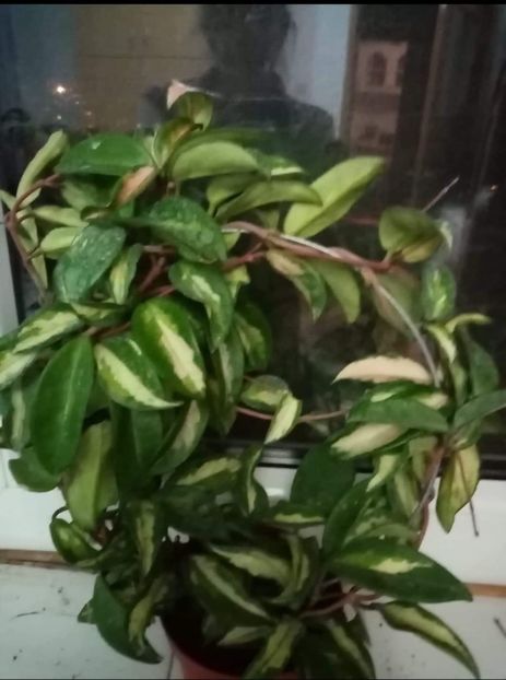 received_173468624499567 - IANUARIE 2021