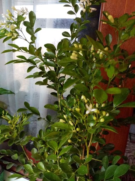 received_1313322425701010 - IANUARIE 2021