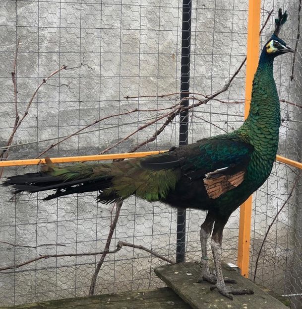 BE25E8C6-EE26-4B94-8457-09DC6B2B73C1 - Pauni