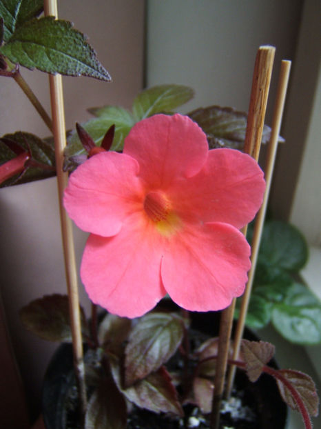 Coral sunset - Achimenes flori