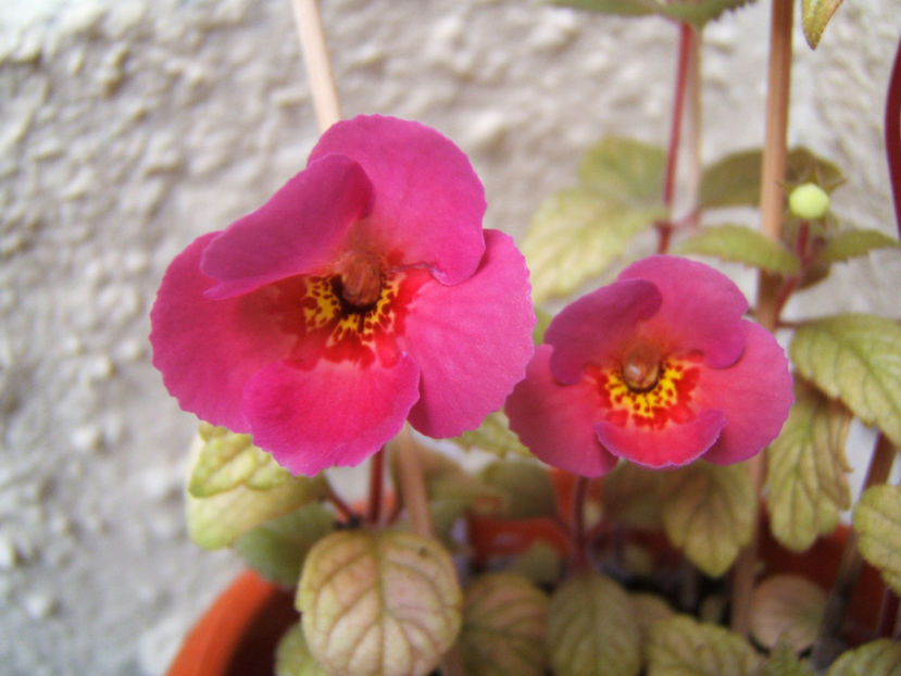 Dale Martens - Achimenes flori