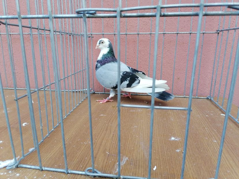 F 18 - 1-1 FEMELE Gl 2021