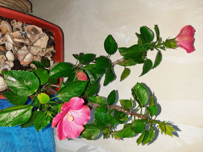  - Florile mele în ianuarie 2021