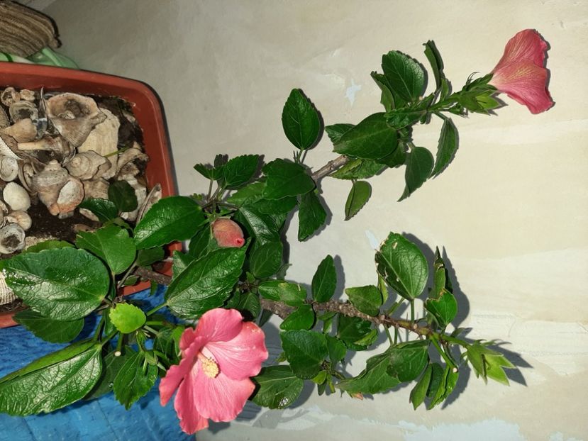  - Florile mele în ianuarie 2021