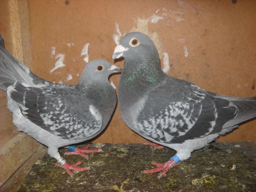 14 - UNDEVA IN SUCEAVA arhiva