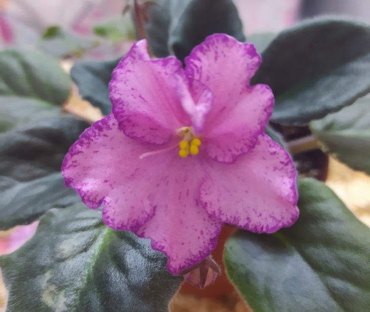 20 decembrie 2020 - Buckeye Cranberry Sparkler