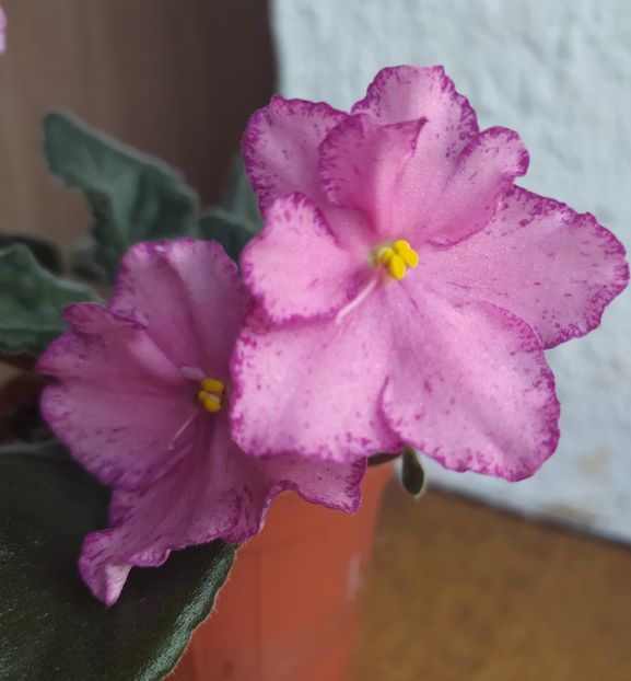 20 decembrie 2020 - Buckeye Cranberry Sparkler