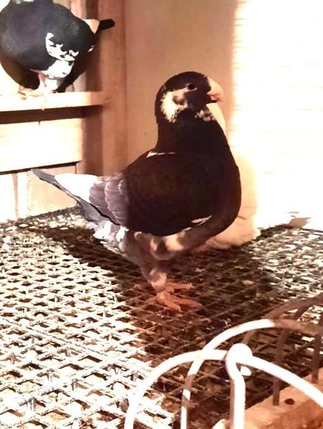 Femela 2019 - AAAAA Matcă 2021