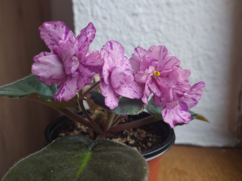 27 decembrie 2020 - Buckeye Evermore Freckles