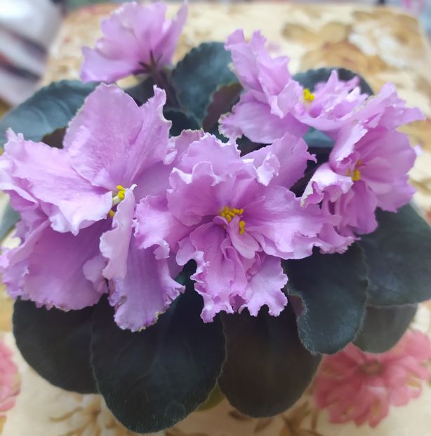 20 decembrie 2020 - Zzz_out LE Anzhela Devis