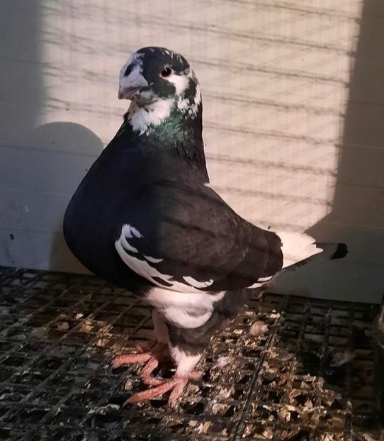 Femela 2018 - AAAAA Matcă 2021