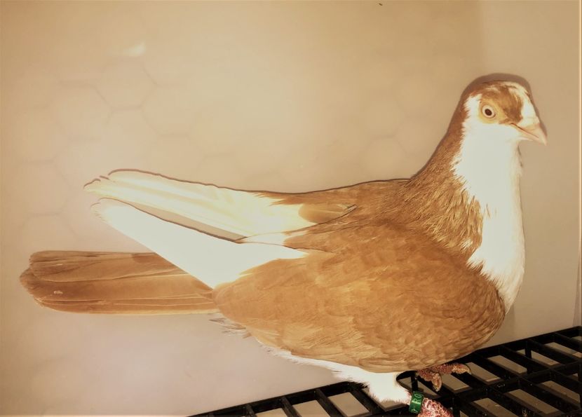 Femelă  2017 - Plecați ALBUM 4