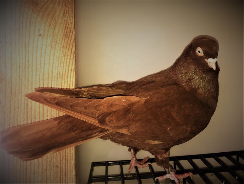 femelă  2020 - Plecați ALBUM 4