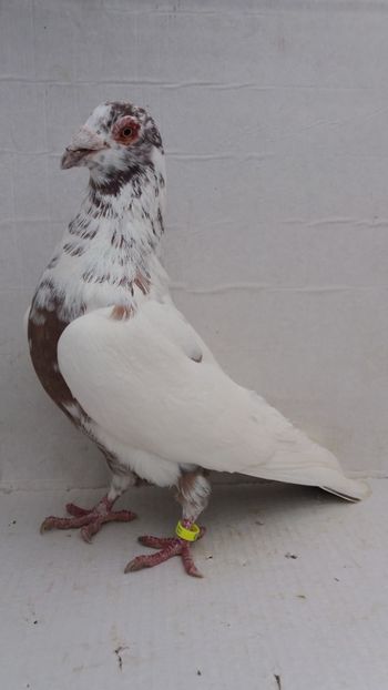 M 2017 vandut - De! voiajori vanduti