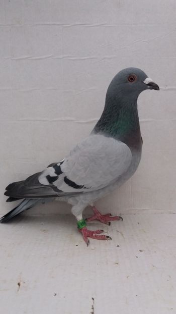 F 2018 Italia - Por king