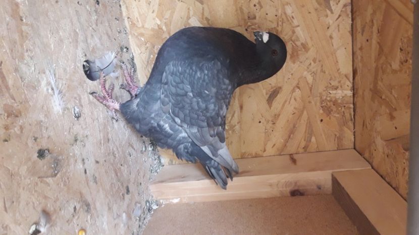  - AMERICANI DETINUTI