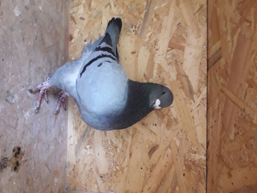  - AMERICANI DETINUTI