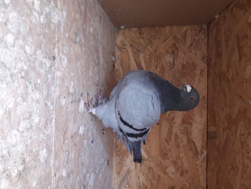  - AMERICANI DETINUTI