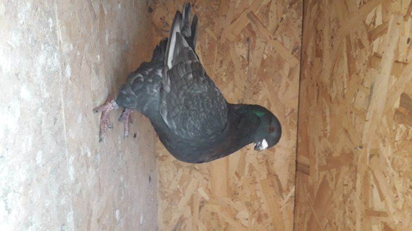  - AMERICANI DETINUTI