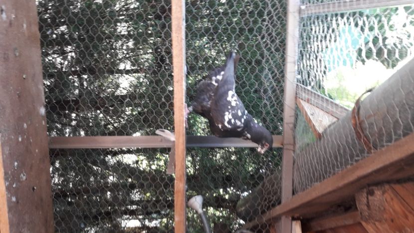  - AMERICANI DETINUTI