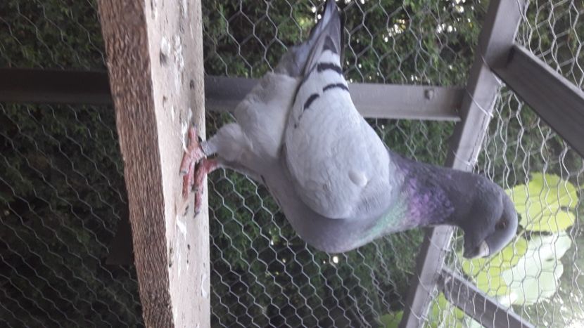  - AMERICANI DETINUTI