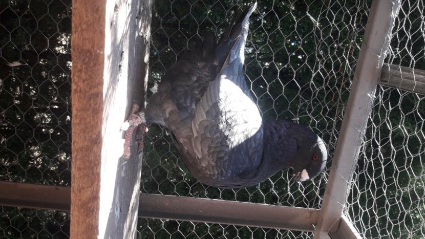  - AMERICANI DETINUTI