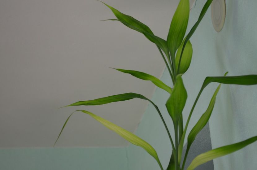  - dragostea  de natura