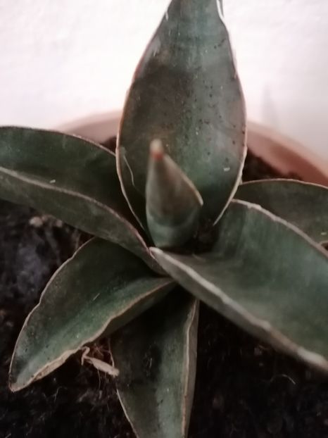 Sansevieria robusta - Sansevieria