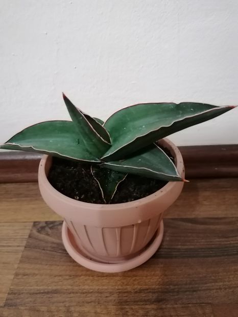 Sansevieria ehrenbergii samurai - Sansevieria