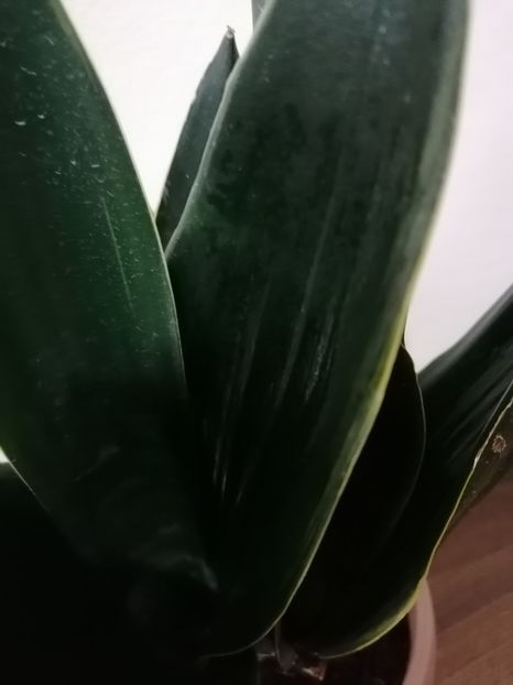 Sansevieria Diamond flame - Sansevieria