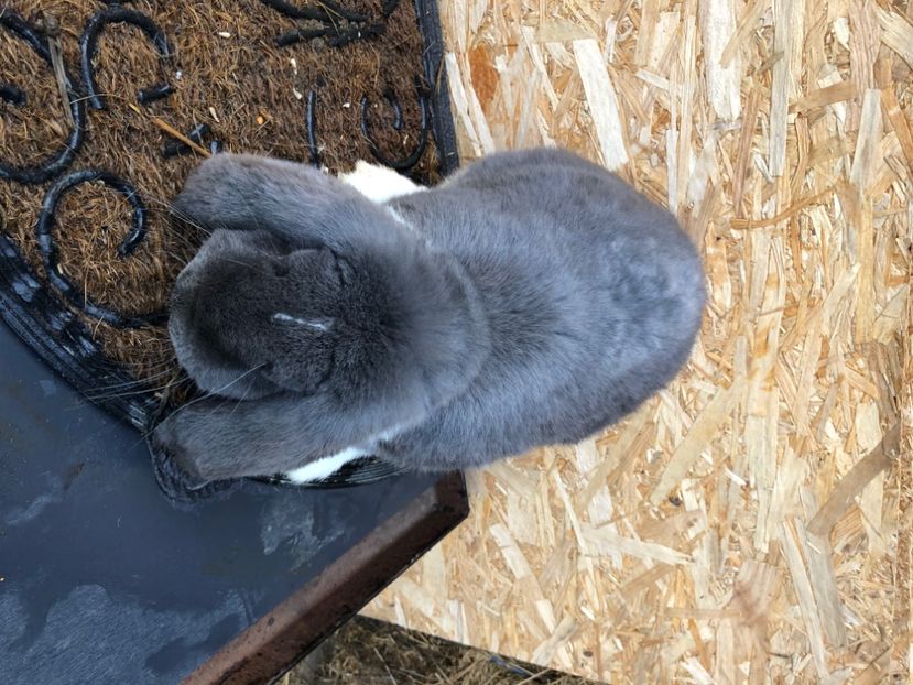 2B46557E-5D48-41DF-A66E-446F4F832240 - M 12 BG albastru mantulat