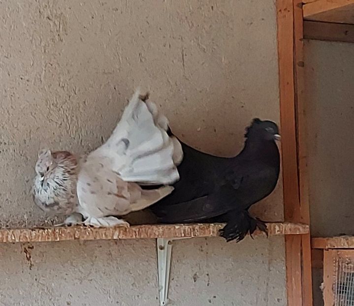  - Voltati indieni matca 2021