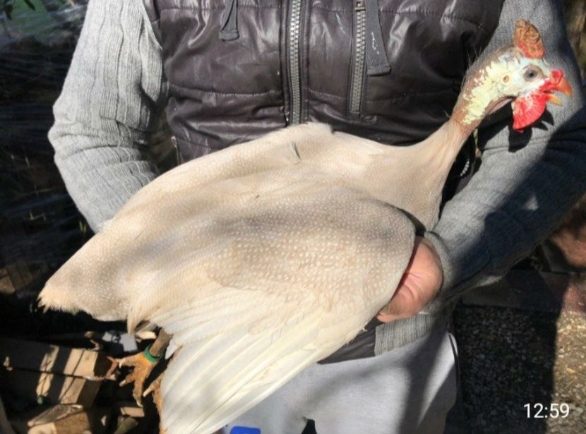 Chomois - Matca 2021