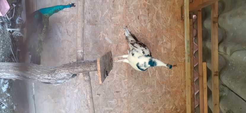  - PĂUN UMĂR NEGRU ARLECHIN OCHI ALB