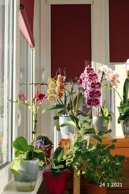  - Soarele de Ianuarie 2021 în balconul meu