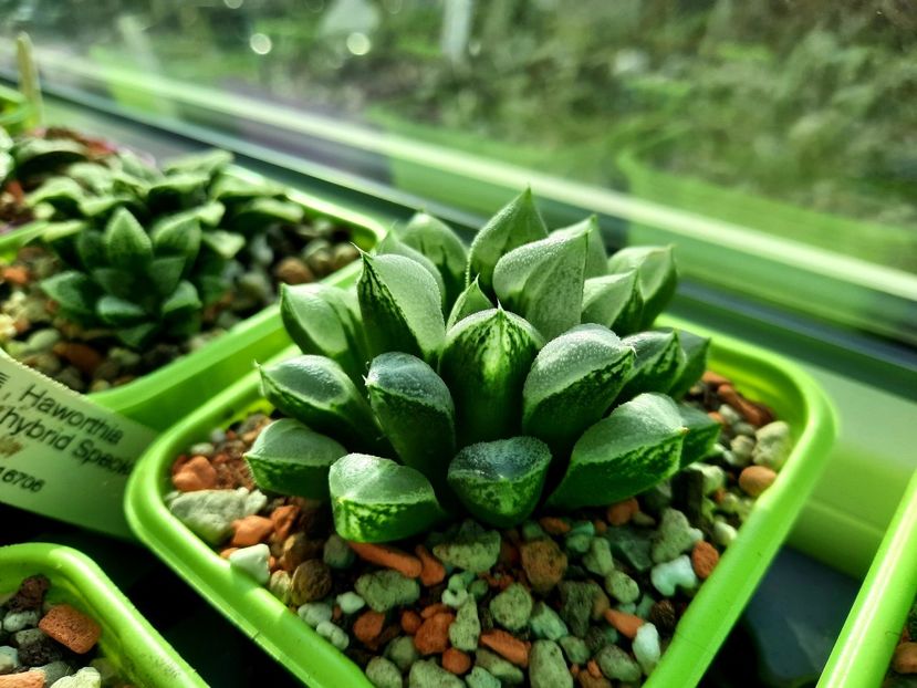  - Haworthia splendens cv Love Heart