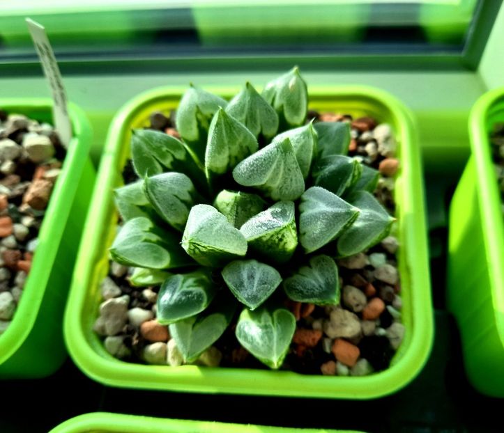  - Haworthia splendens cv Love Heart