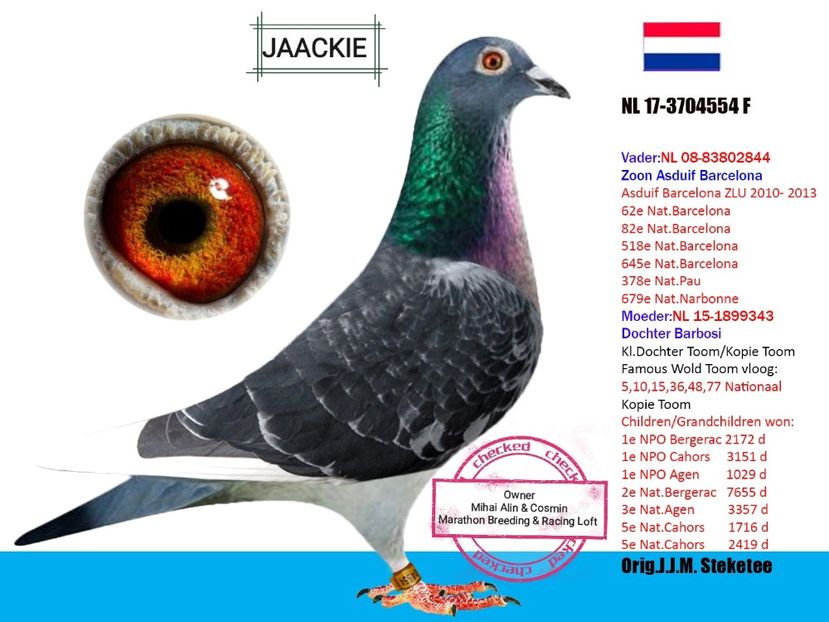 JAACKIE - Jac Steketee - 1 ACHIZIȚII 2020-2024