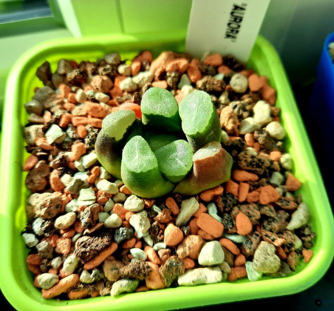  - Haworthia maughanii Aurora