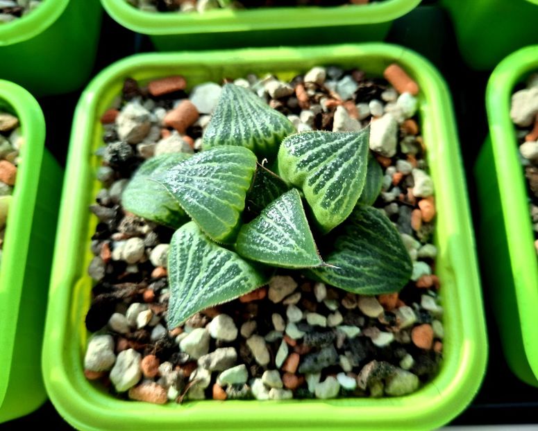  - Haworthia splendens Love