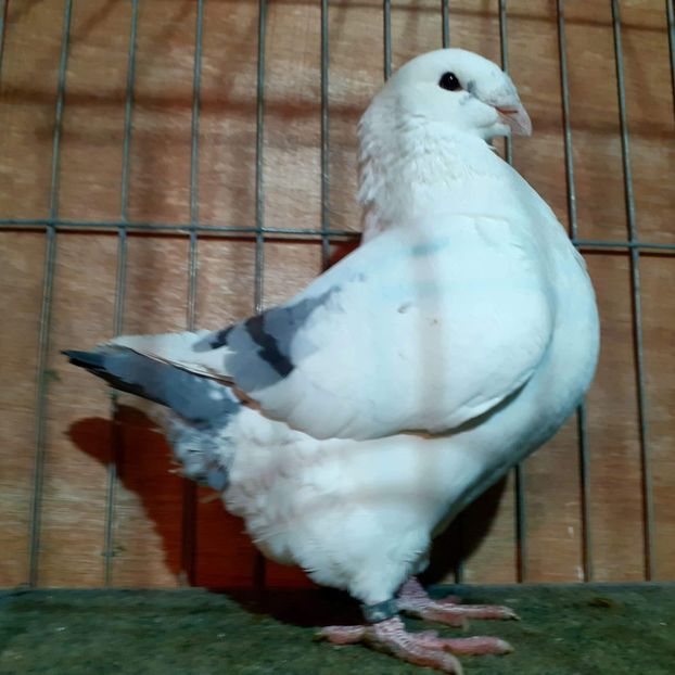 received_921158945360267 - Matca femele 2021