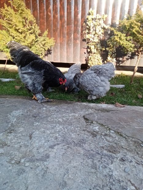  - Matca brahma albastru