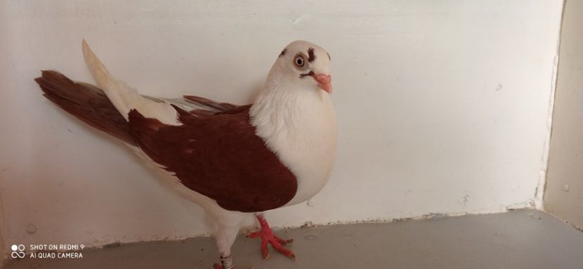  - jucatori de galati pe ros