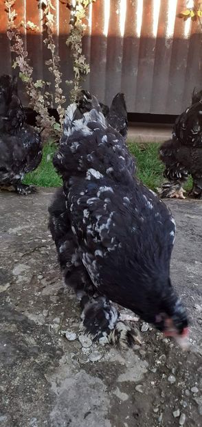  - Matca brahma bobat